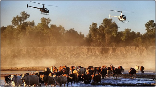 Helicopter Cattle Herding